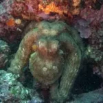 P1-00020